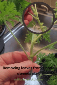 citronella plant propagation