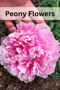 peony flower pink